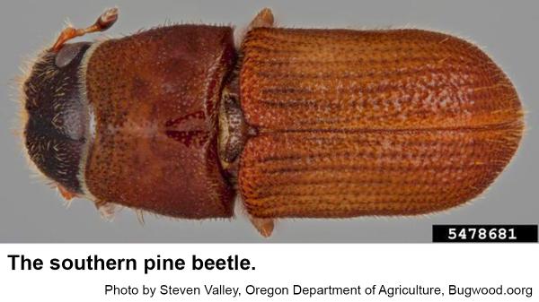 Southern pine beetle dorsal view
